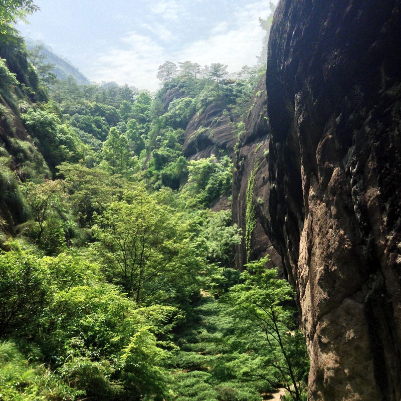 Wuyi Oolong Da Hong Pao hover image