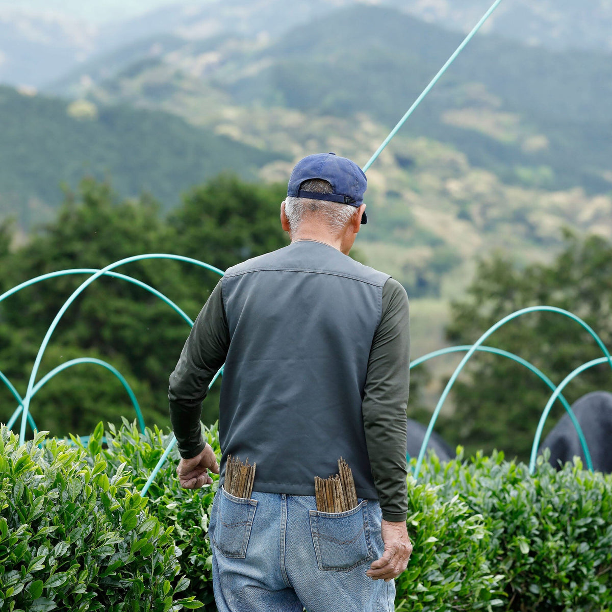 Kobayashi-san, wearing a cap and vest with sticks in his pockets, stands in an organic tencha field for Rishi Tea & Botanicals, with green mountains in the background.