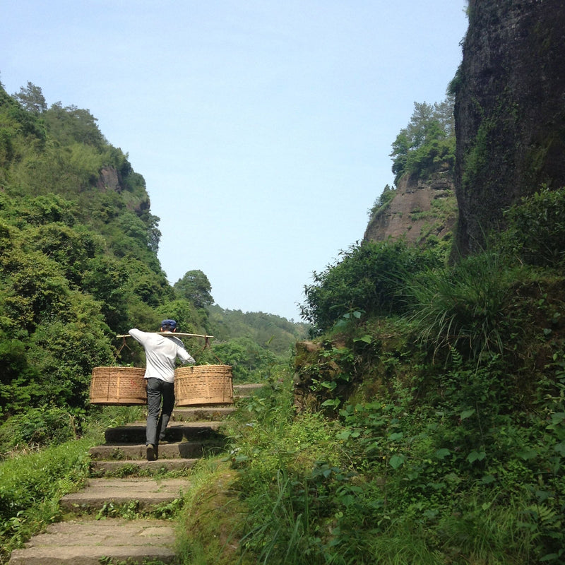 A person carrying two large baskets on a pole walks up stone steps through the lush, green mountains where Rishi Tea & Botanicals sources its renowned Wuyi rock tea.