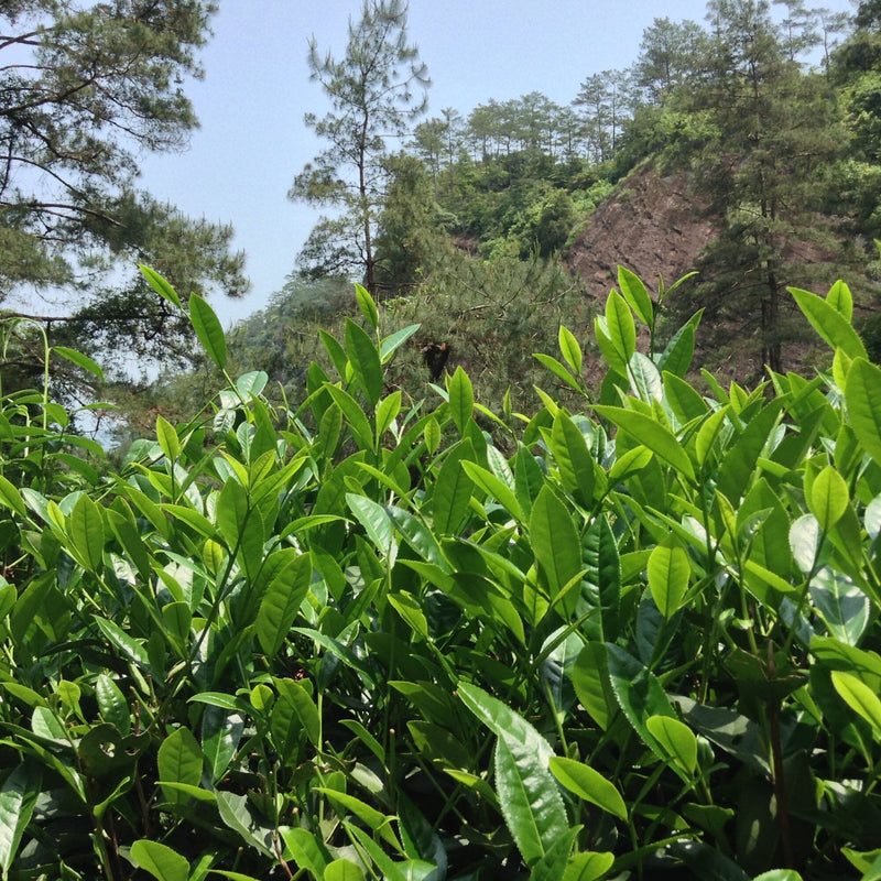 Bright green tea plants, possibly from Rishi Tea & Botanicals, with tall pine trees and a rocky hillside in the background under a clear sky.