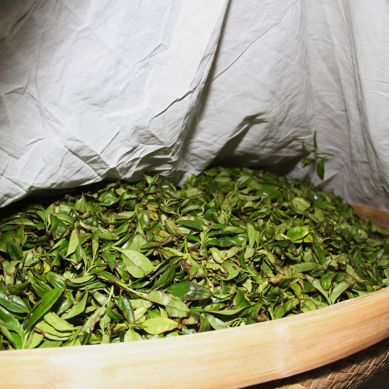 A bamboo tray filled with fresh green tea leaves sits under a white cloth, likely for drying or withering, setting the stage for a luxurious drinking experience reminiscent of creamy roast tea.