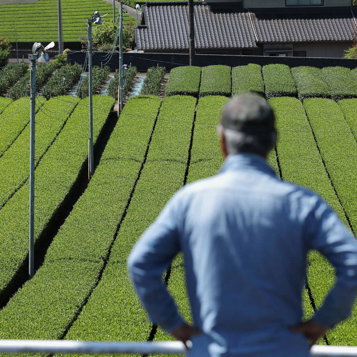 A man in a blue shirt surveys rows of Shizuoka tea plants with houses in the background, representing Rishi Tea & Botanicals.