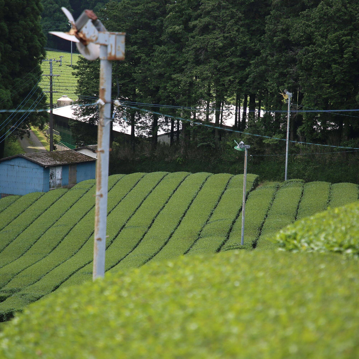 Rows of Yutaka Midori green tea plants for Rishi Tea & Botanicals grow in a neatly organized micro-lot field, with utility poles and a small blue building near tall trees in the background.