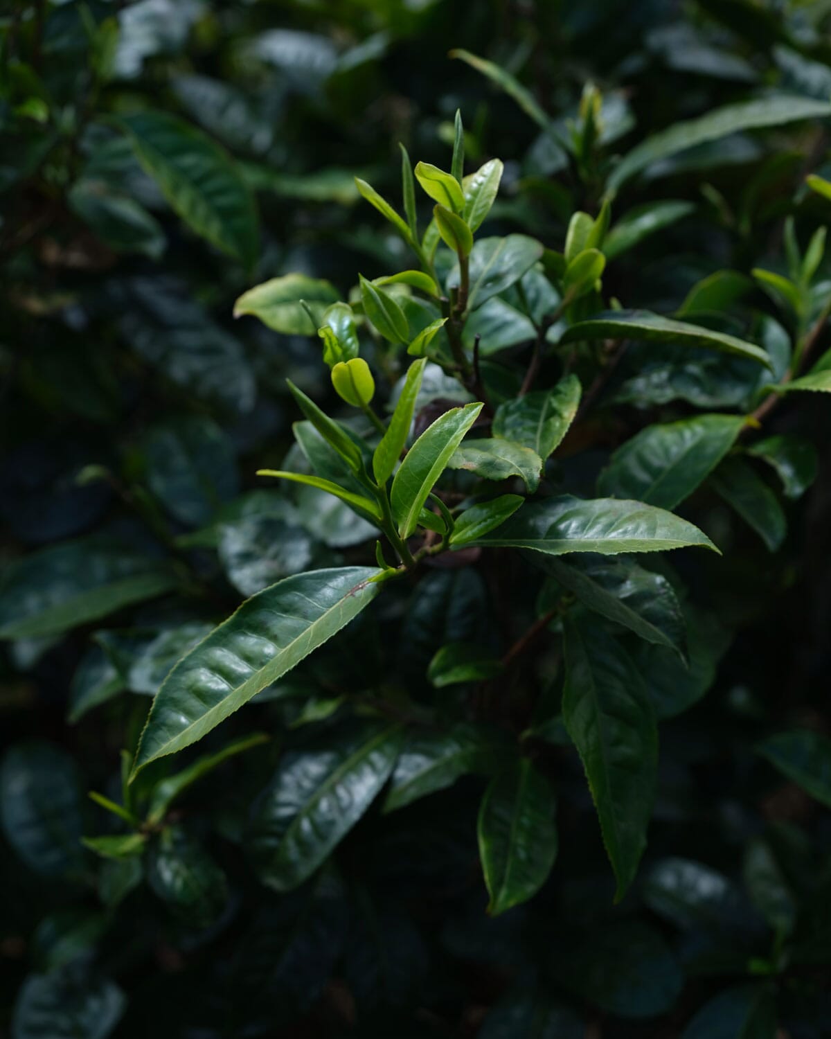 Close-up of lush green leaves and budding stems on a bushy plant, with dark, glossy foliage in the background, mirrors the complex taste profile of nature's sweet and bitter flavors in Rishi Tea & Botanicals' Pu'er Tuo Cha Tangerine Peel.