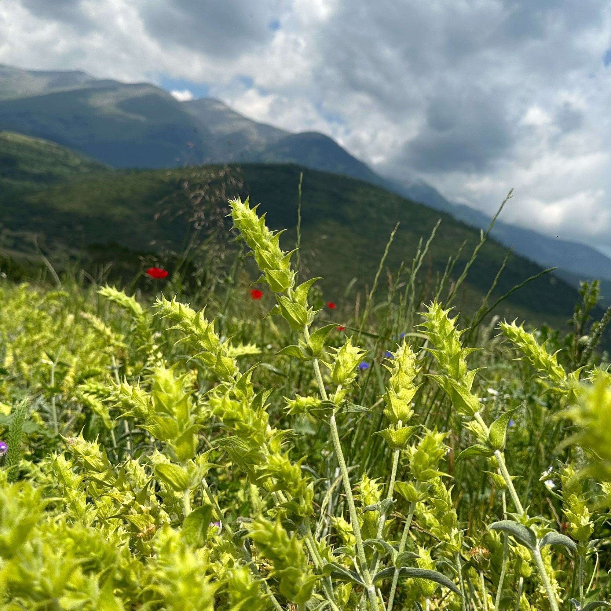 Greek Mountain Tea