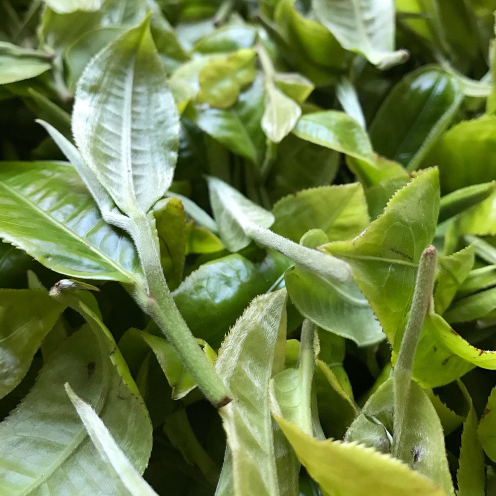 Magnolia White Tea
