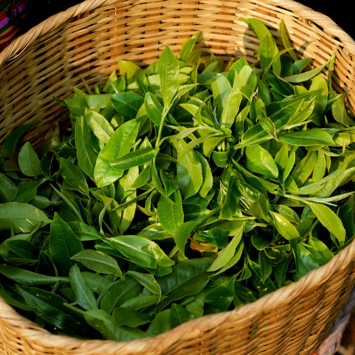 A woven basket filled with fresh Xiang Gui Yin Hao Black Tea by Rishi Tea & Botanicals, accented with a touch of Yunnan Golden Pekoe.