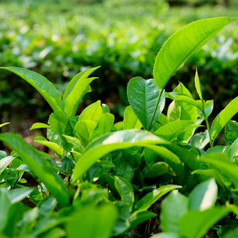 Yunnan Dian Hong Golden Buds hover image