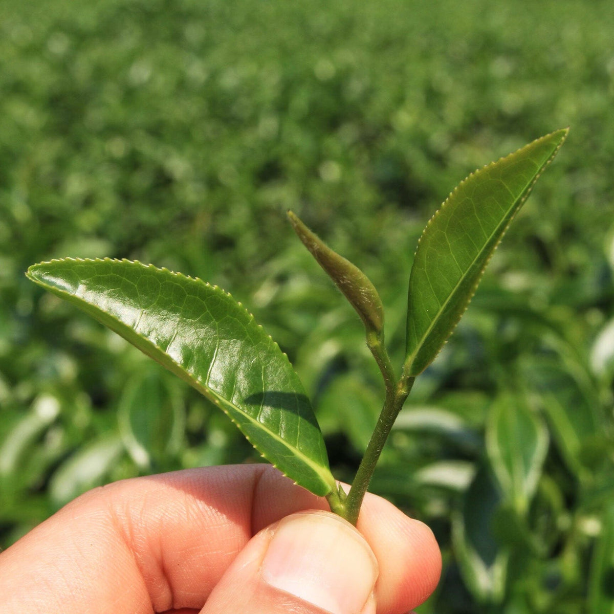A person holding Plum Blossom Black Tea from Rishi Tea & Botanicals in front of a green field.