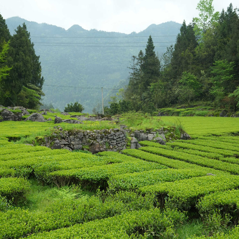 Rishi Tea & Botanicals' Yulu Jade Dew green tea plantation with neatly arranged rows of tea bushes, interspersed with large rocks and a backdrop of distant mountains under a cloudy sky.
