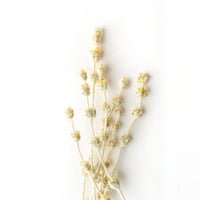 Greek Mountain Tea Malotiras-image