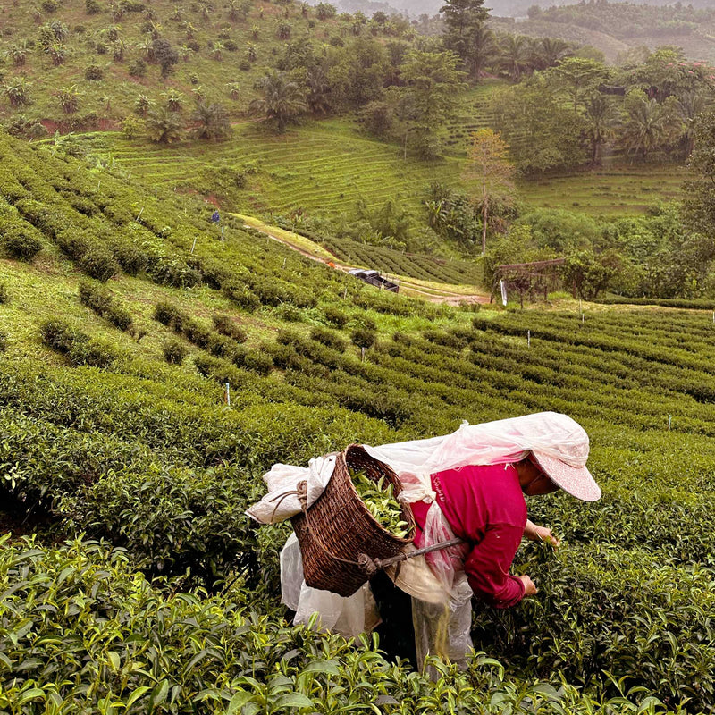 Ruby Oolong