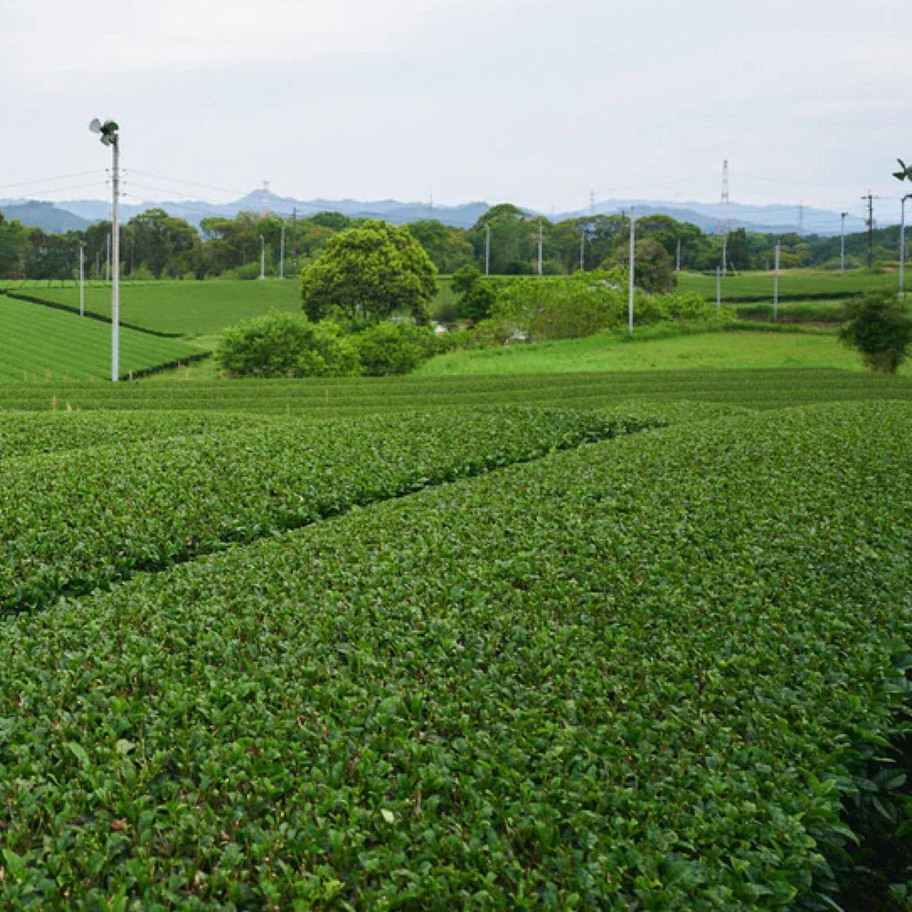 Sencha