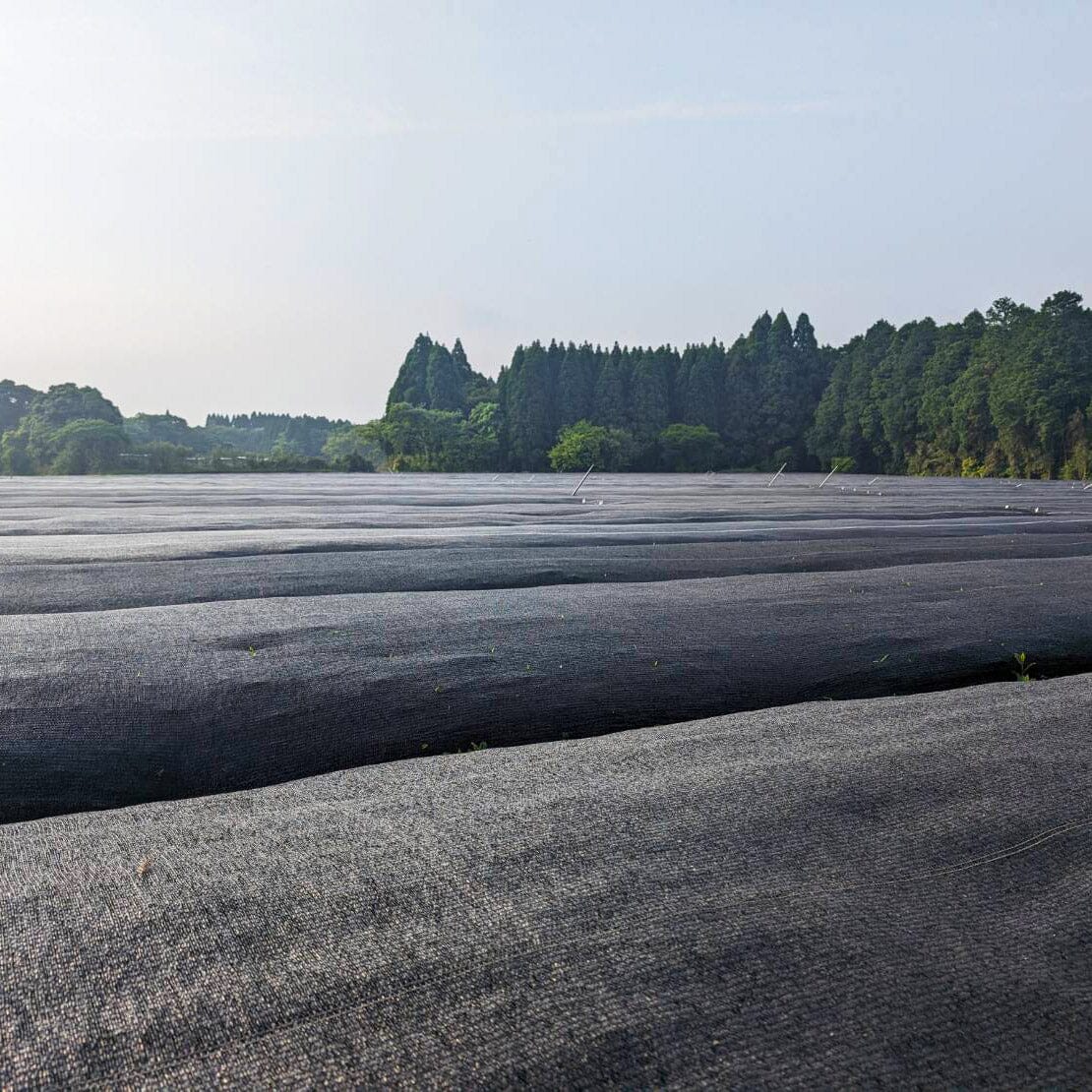 Rows of large black tarps cover the ground at Arita Farm, with a forest of green trees in the background under a clear sky, where they cultivate Shincha Saemidori from Rishi Tea & Botanicals.