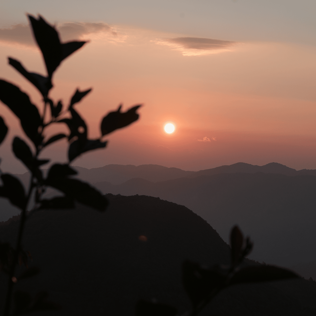 The sunset view over the mountains, framed by silhouetted leaves and complemented by the gentle aroma of Rishi Tea & Botanicals' fragrant blooms, wafts through the partly cloudy sky.