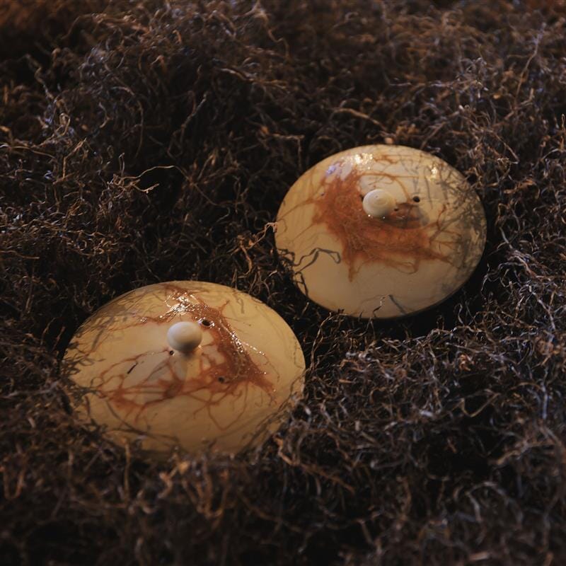 Two round, dome-shaped objects with tan and brown marbled patterns rest on dry moss, evoking the earthy tones of a traditional Tokoname kyusu by Chato Co., Ltd.