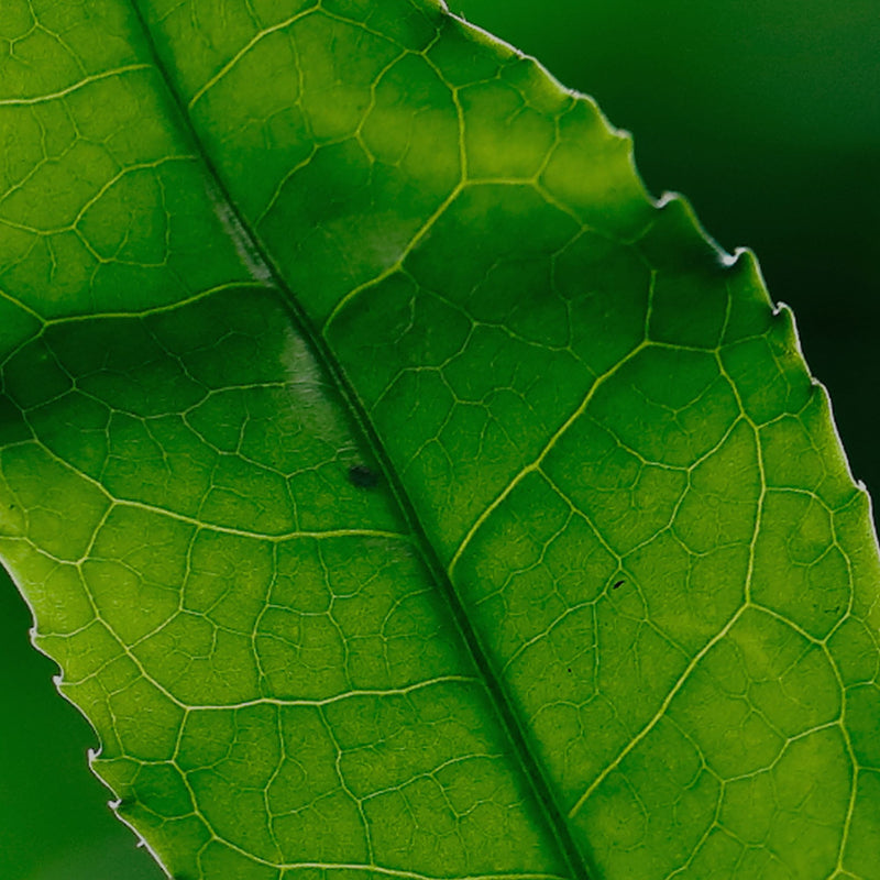 Close-up of a green leaf with detailed vein patterns and serrated edges against a dark green background.