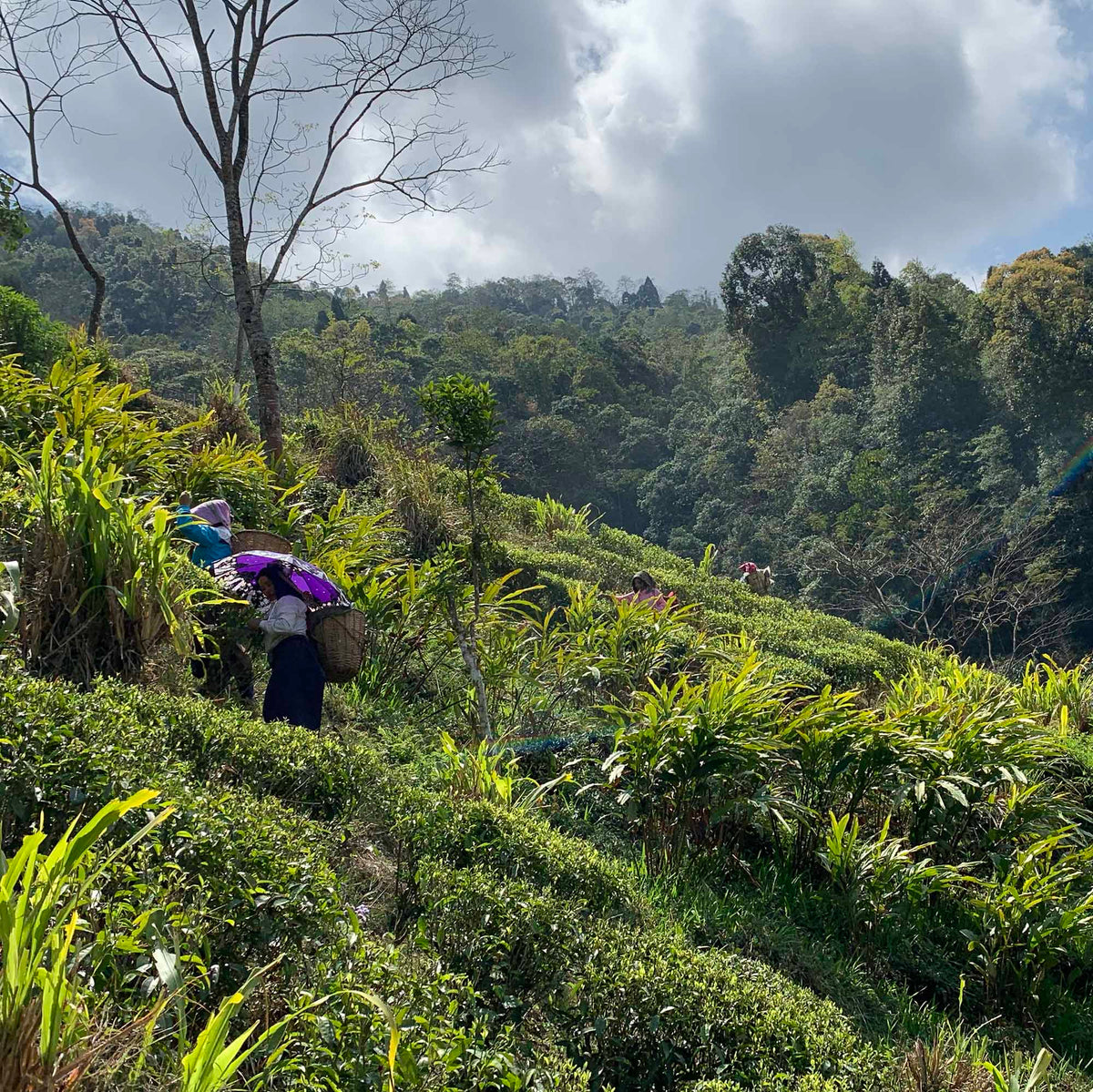 A group of people walking up a hill with Rishi Tea & Botanicals Darjeeling First Flush Tumsong DJ2 umbrellas.