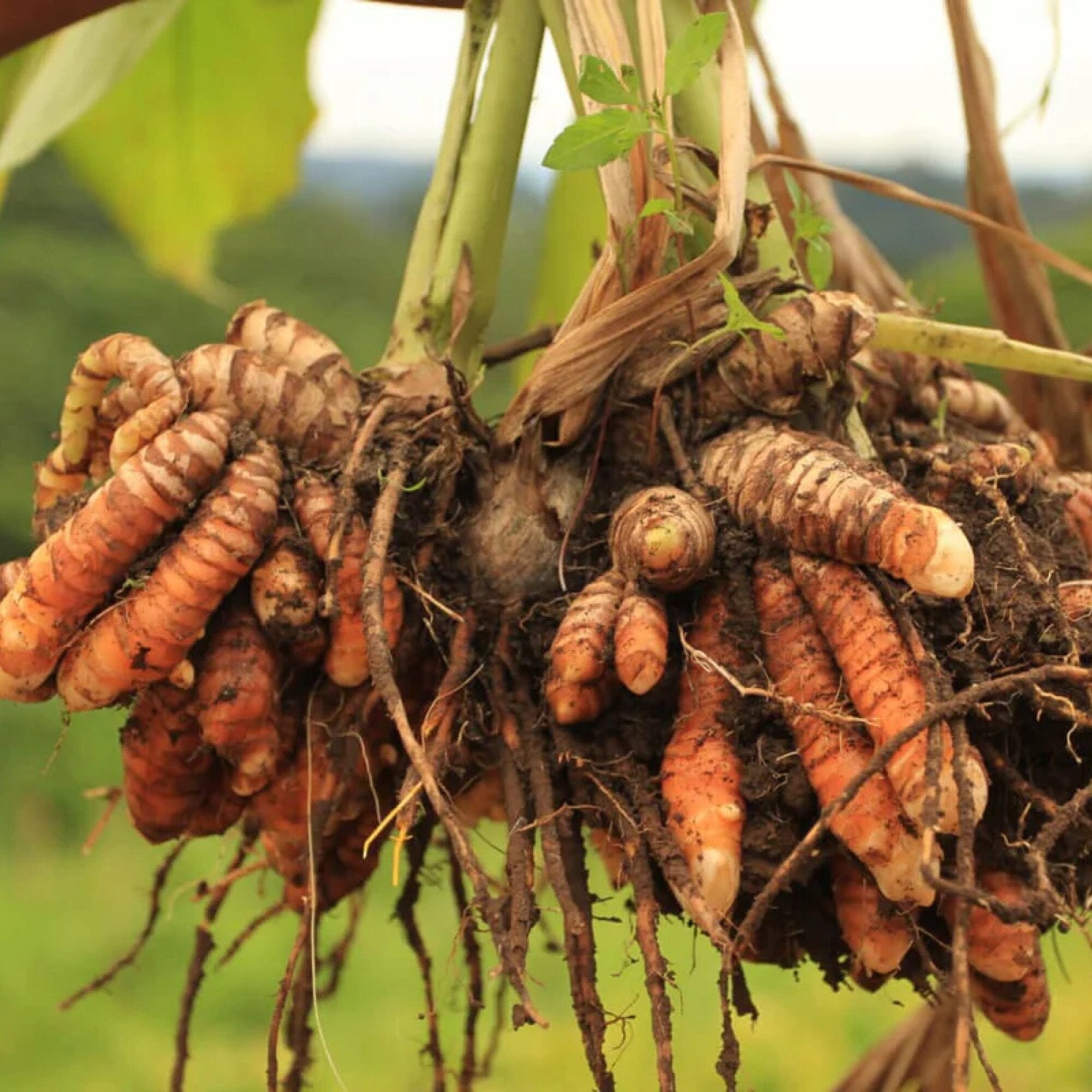 Turmeric Chai