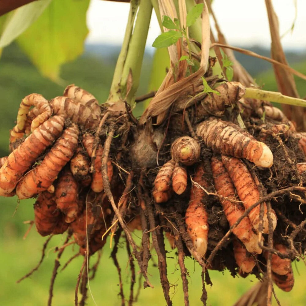 Turmeric Ginger