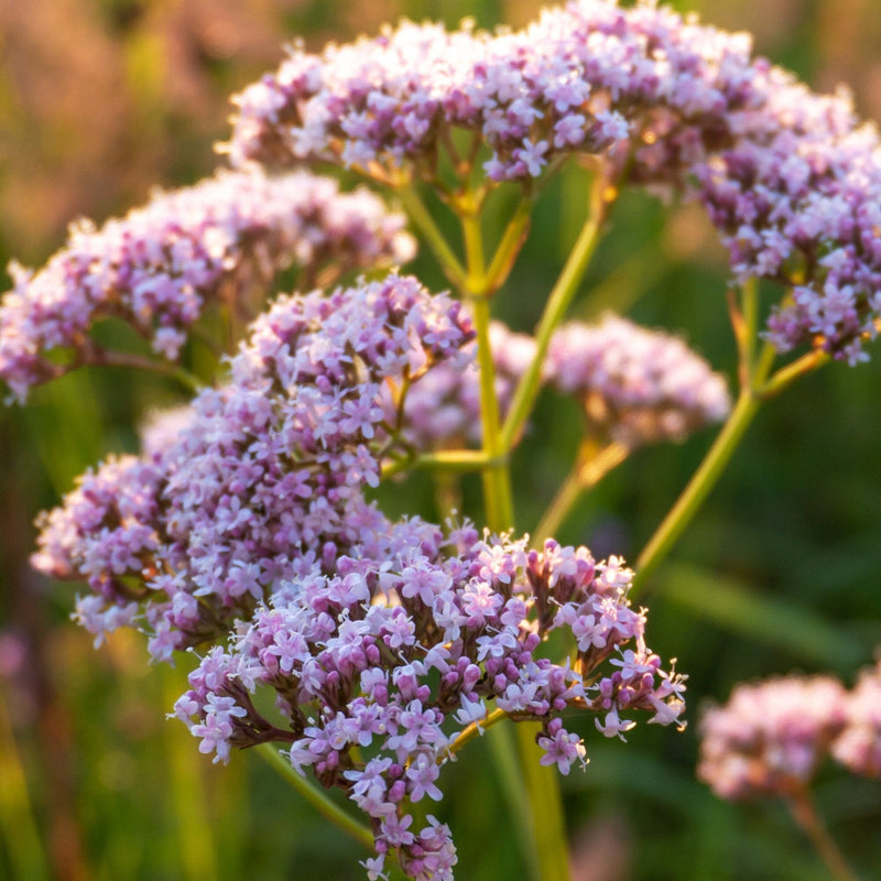 Valerian Dream