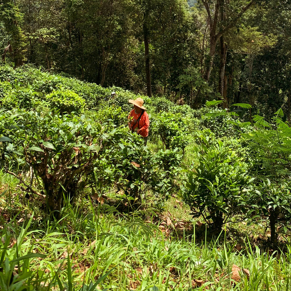 Wild Thai Black