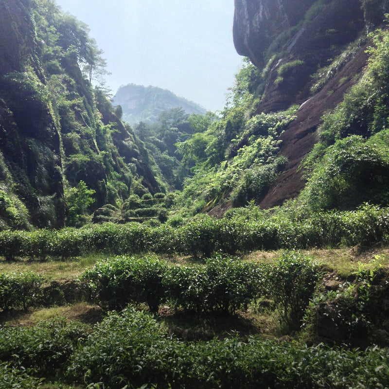 A scenic view of lush green terraced fields or tea plantations nestled between steep rocky mountains under a hazy sky.