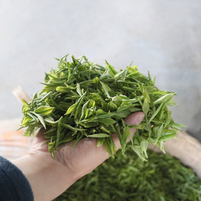 A person holding a bunch of Yulu Jade Dew green tea leaves from Rishi Tea & Botanicals.