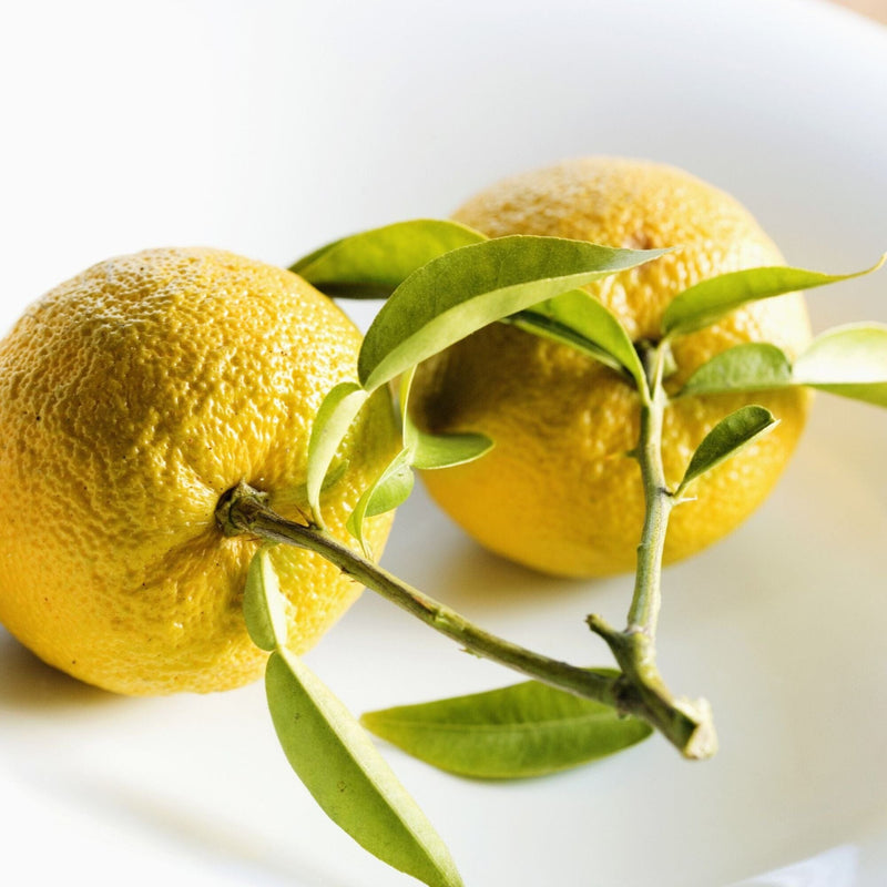 Two yellow yuzu fruits with green leaves attached to a branch, placed on a white surface, from Rishi Tea & Botanicals.