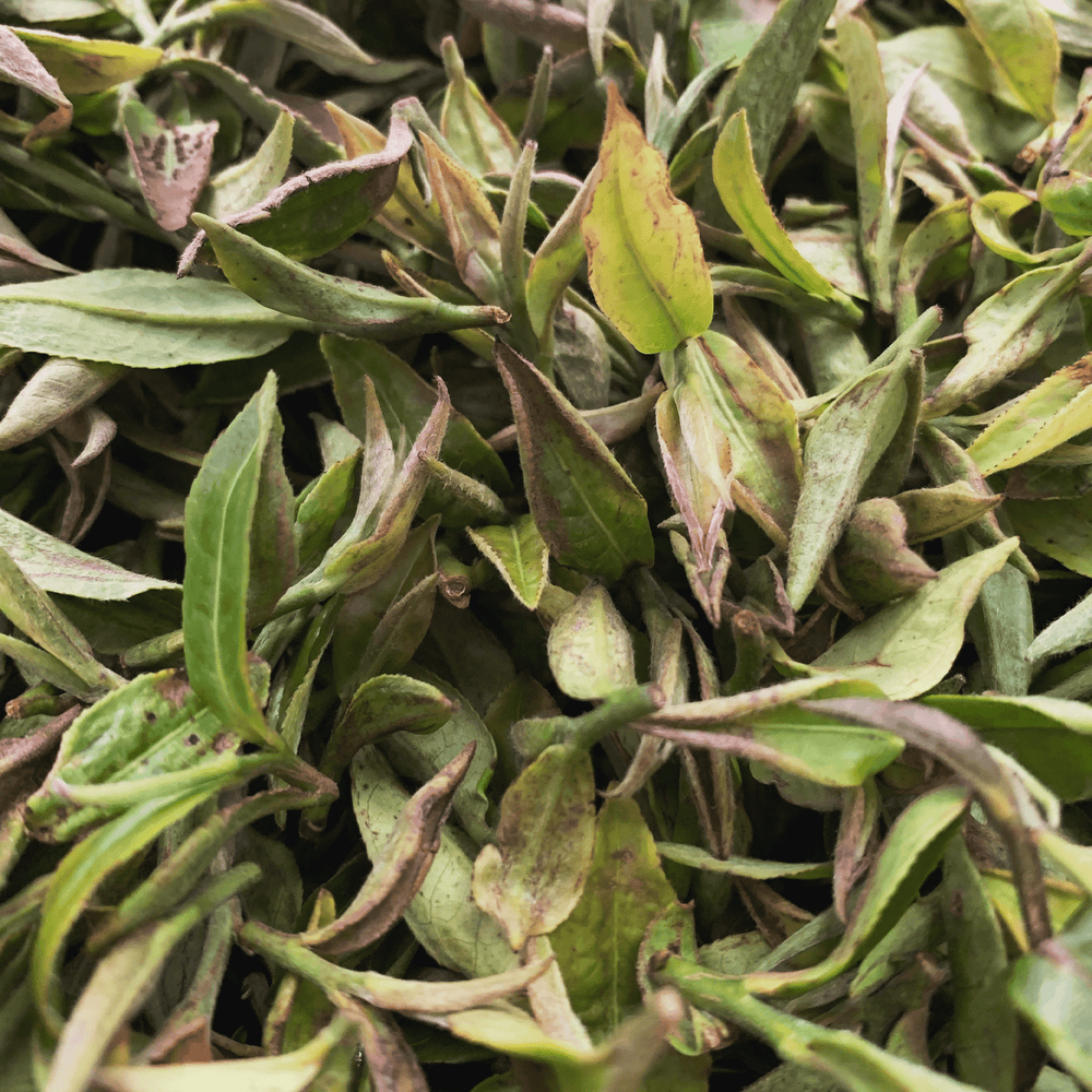 Darjeeling Second Flush Chamong DJ71