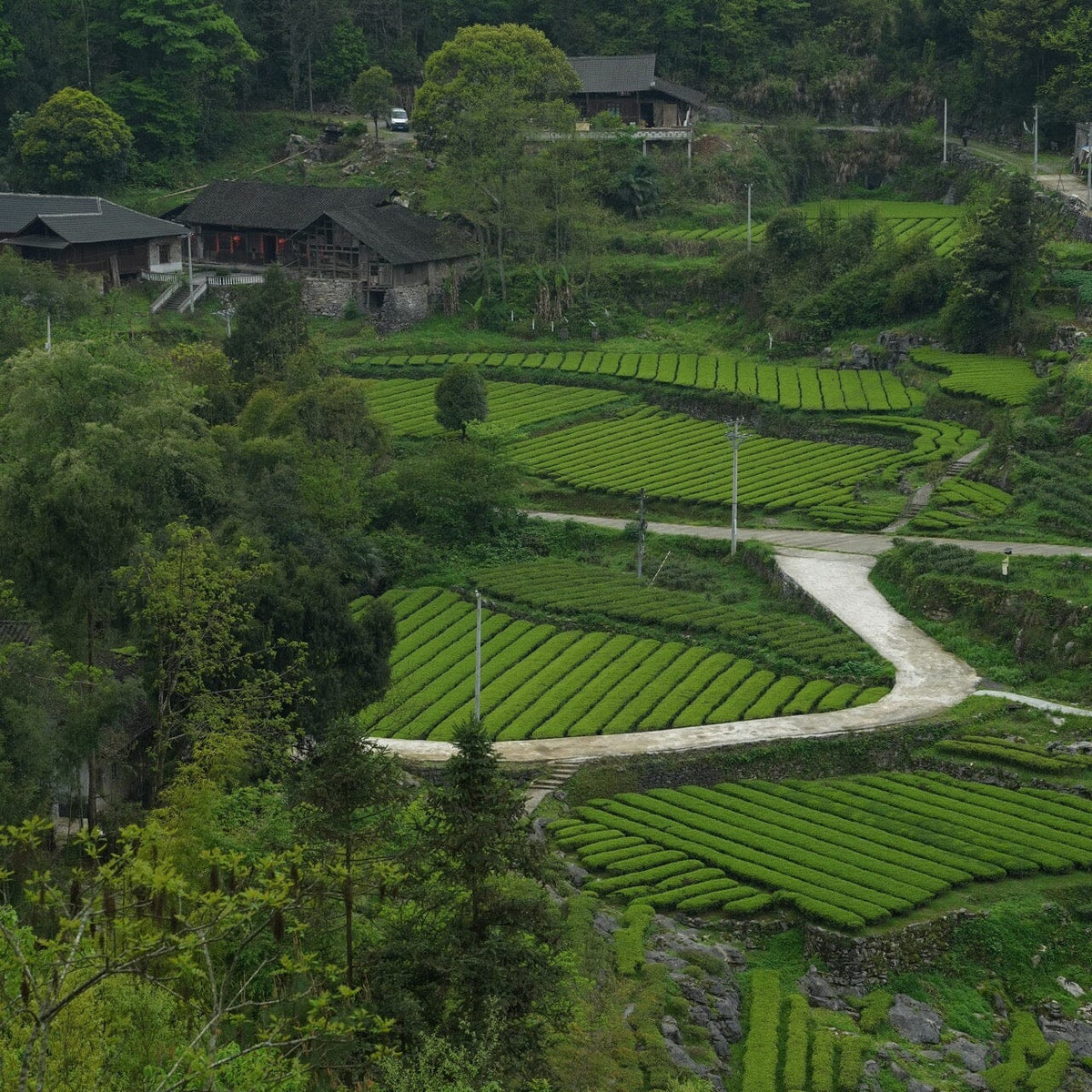 A rural landscape featuring terraced fields with vibrant green Rishi Tea & Botanicals Green Needles Qun Ti Zhong crops, winding paths, and traditional stone houses nestled among dense foliage.