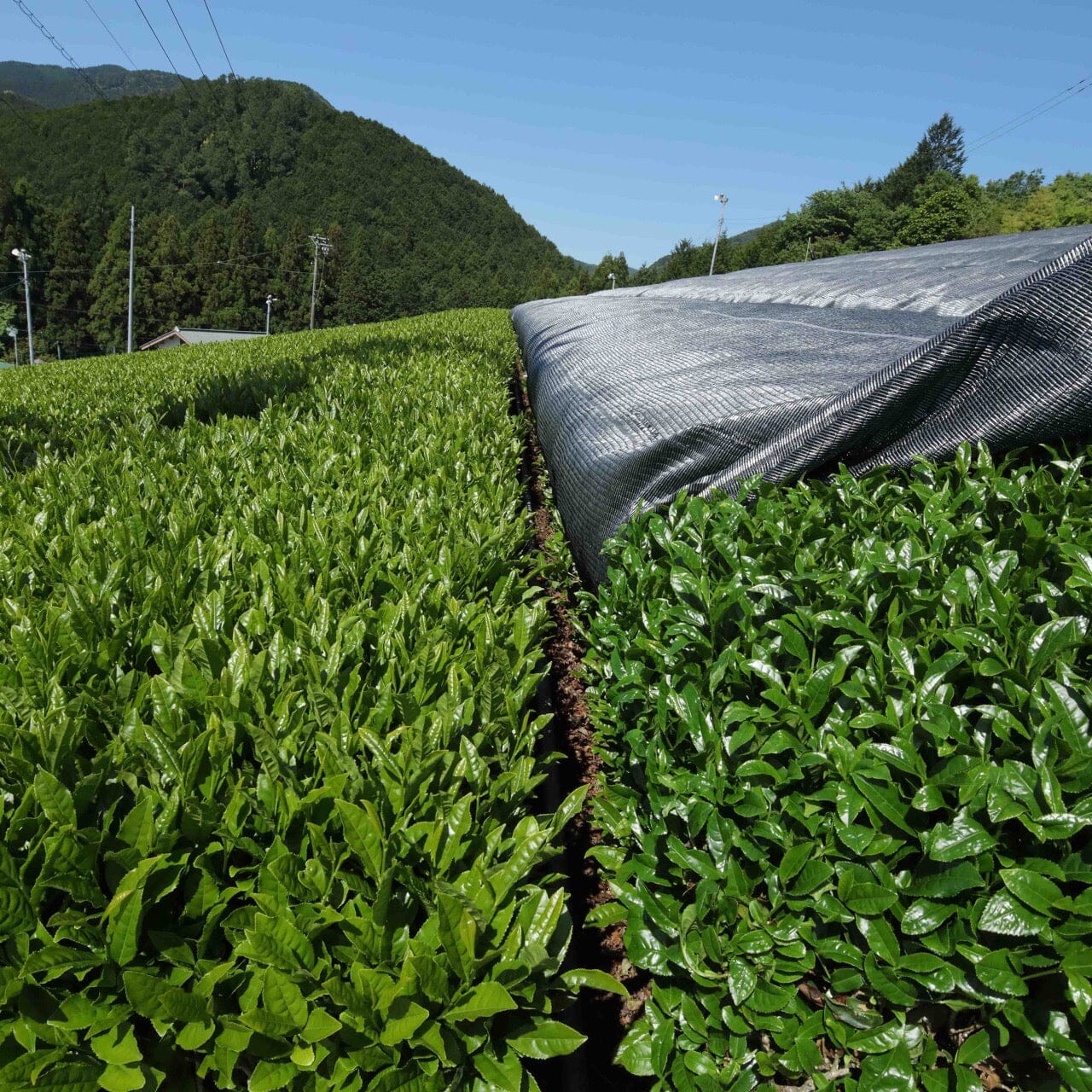 Shincha Koushun