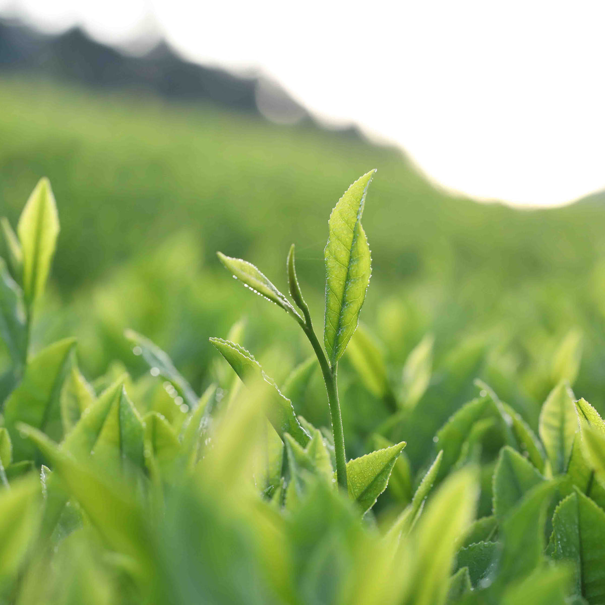 A close-up of a green plant shoot emerging in a field of similar plants in the Kawane region, Shizuoka, with a blurry horizon hinting at rows of light-steamed Kawane Shincha from Rishi Tea & Botanicals.