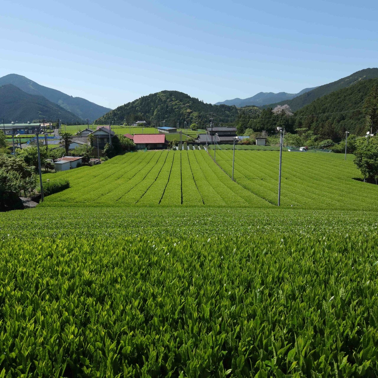 Shincha Koushun
