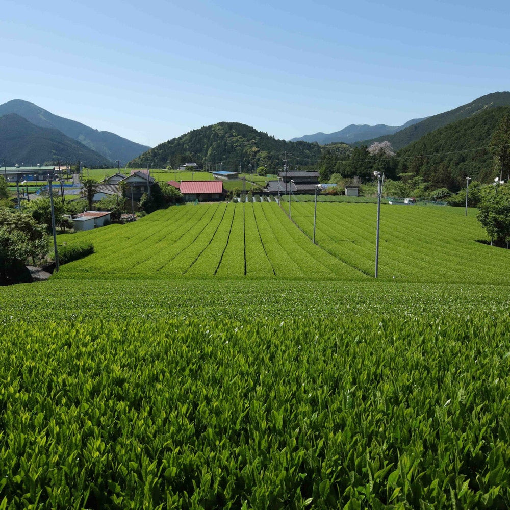 Shincha Koushun