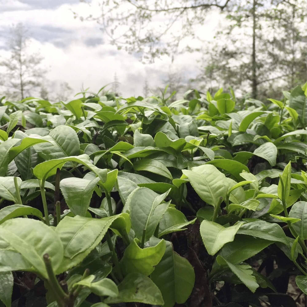 Magnolia White Tea