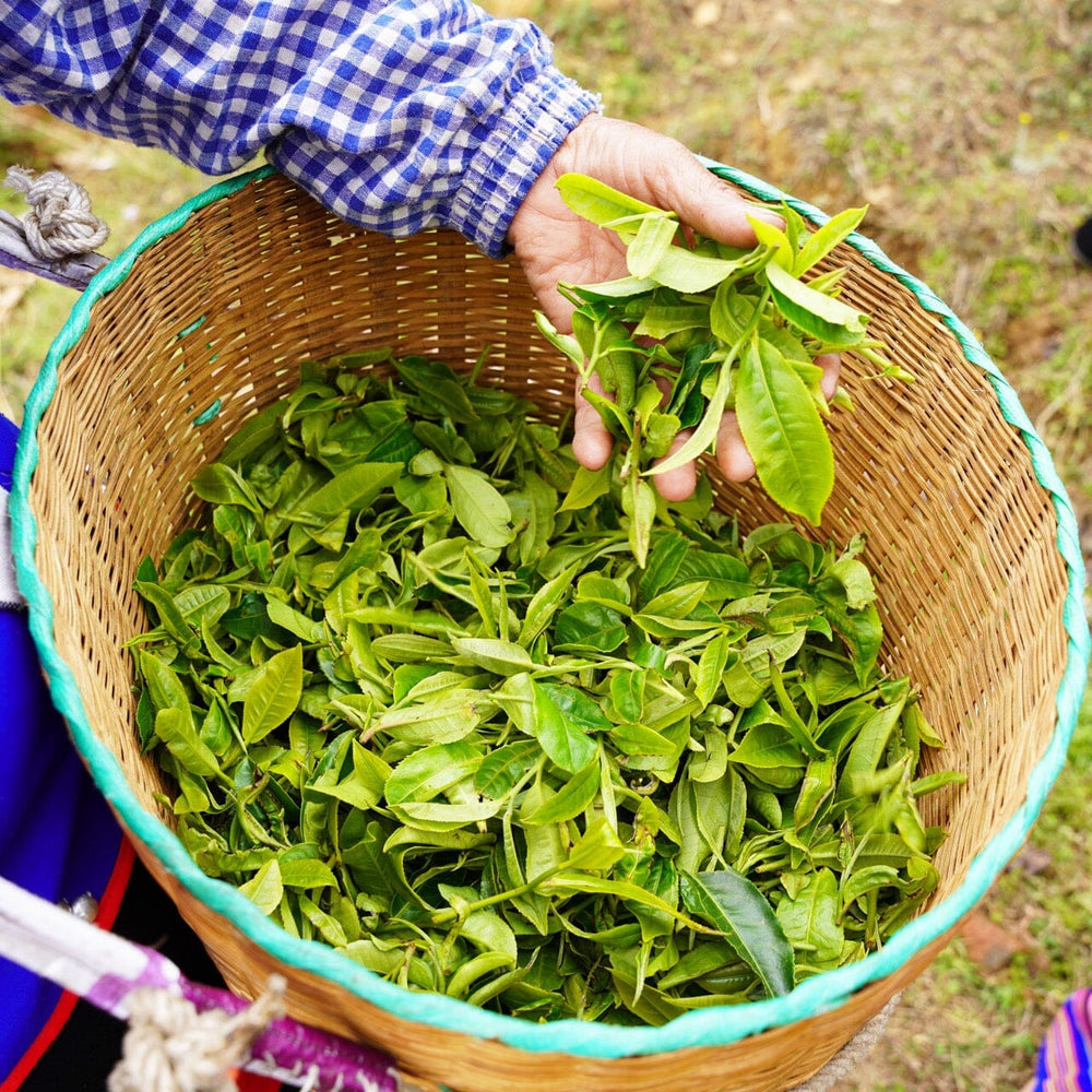 Pu’er Tuo Cha