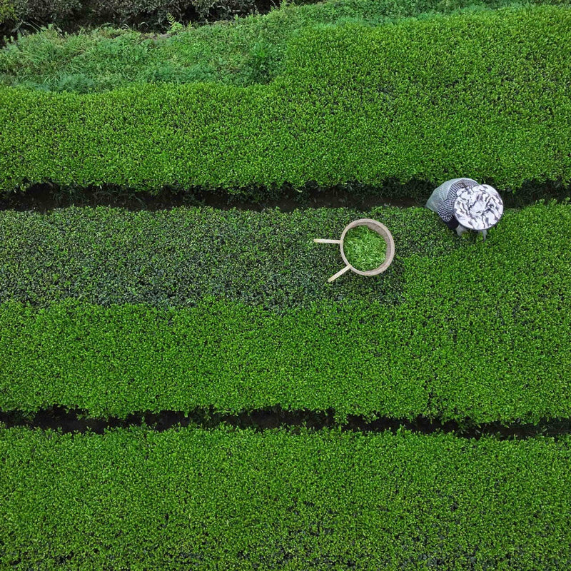 A Yu Ya Jade Buds tea bag and a crumpled piece of paper on a geometric green hedge with alternating light and dark stripes resembling Jade Buds green tea leaves. Rishi Tea & Botanicals.